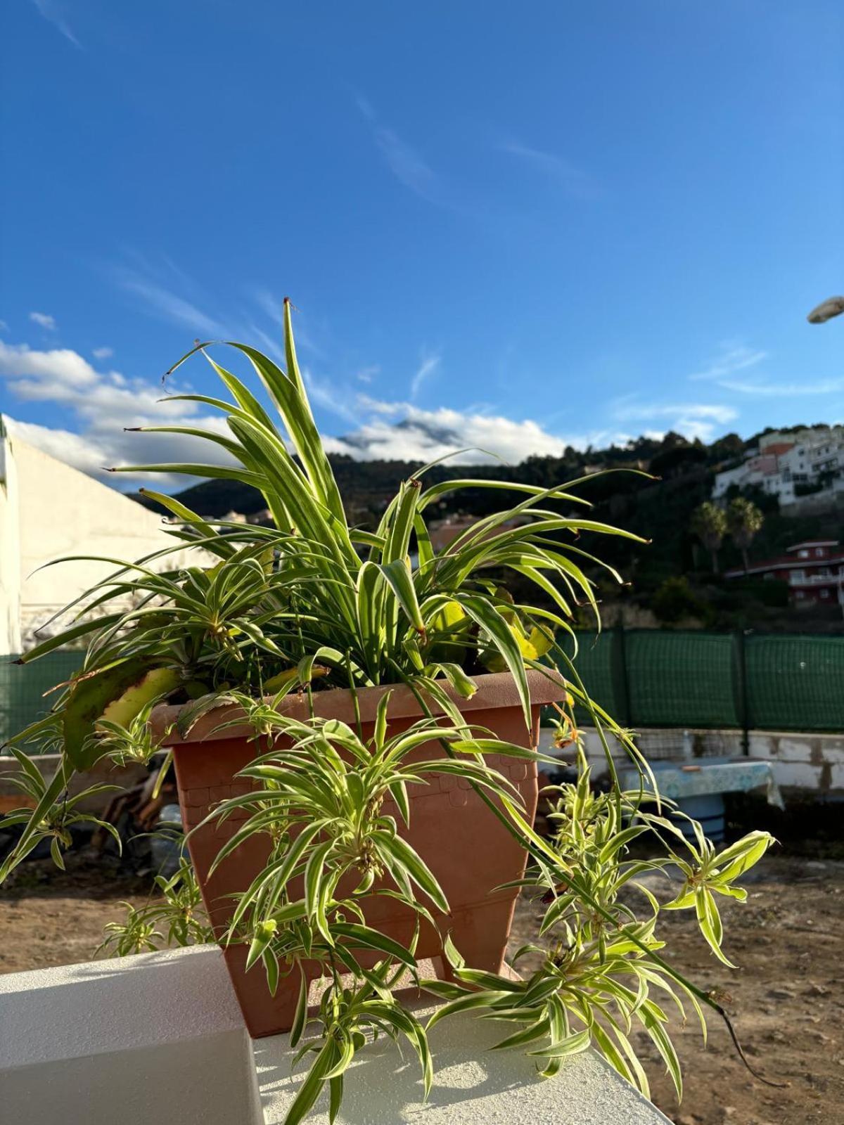La Trinidad Guest House La Guancha ภายนอก รูปภาพ